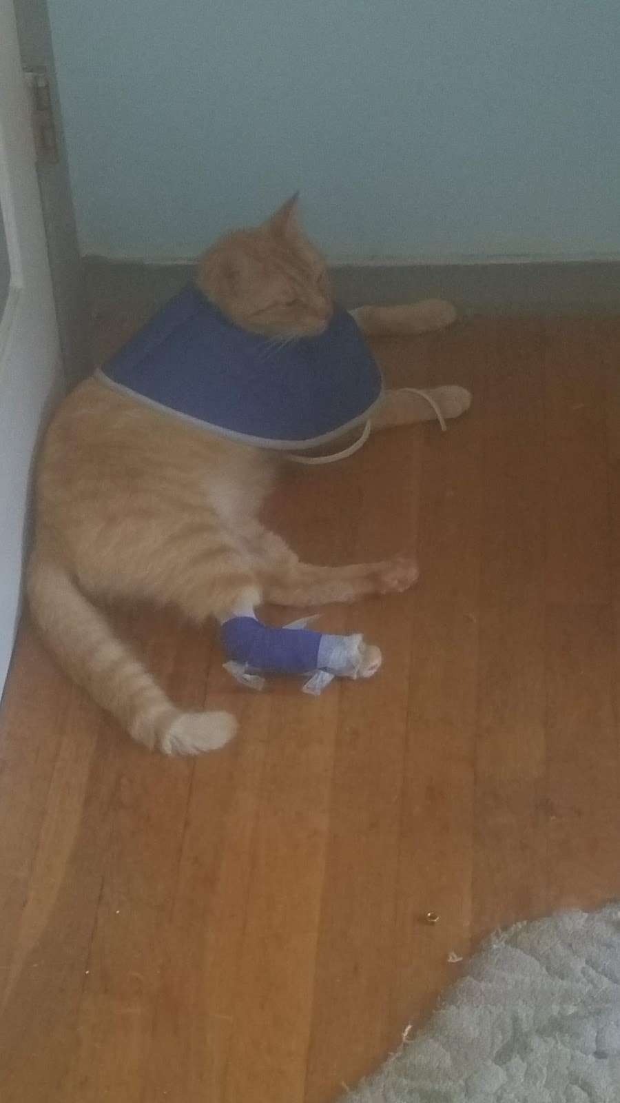 Celebrie Vet Hospital | 12301 Belair Rd, Kingsville, MD 21087, USA | Phone: (410) 592-2550 Celebrie Vet Hospital | 12301 Belair Rd, Kingsville, MD 21087, USA | Phone: (410) 592-2550