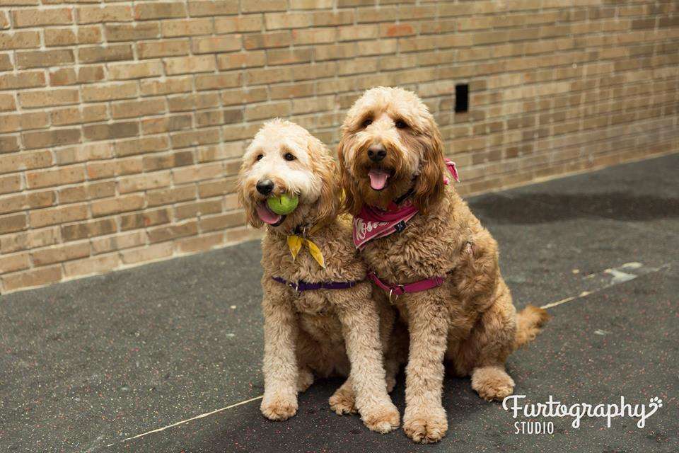 Indys Indoor Bark Park | 5601 E 82nd St, Indianapolis, IN 46250, USA | Phone: (317) 570-1124