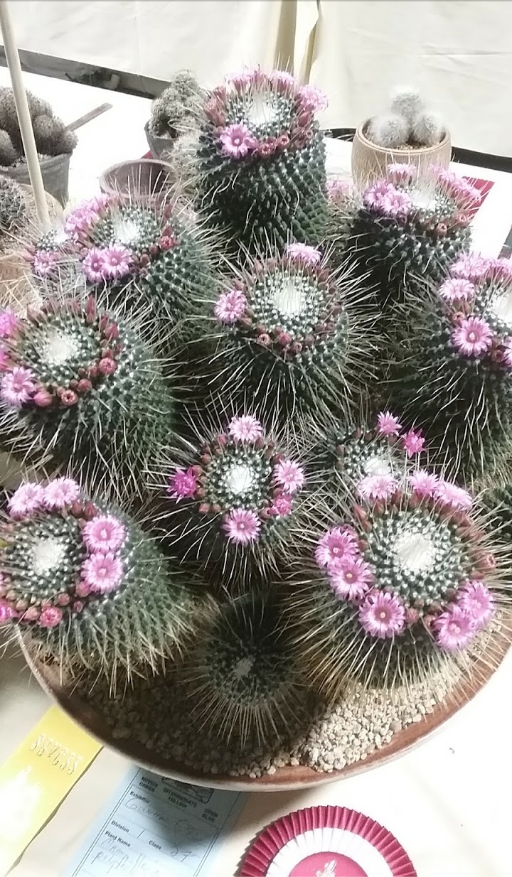 Cactus Succulent Show And Sale | Arcadia, CA 91007