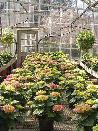 Chapmans Florist, Greenhouse and Garden Center | 58 Hart St, Beverly, MA 01915 | Phone: (978) 927-0153