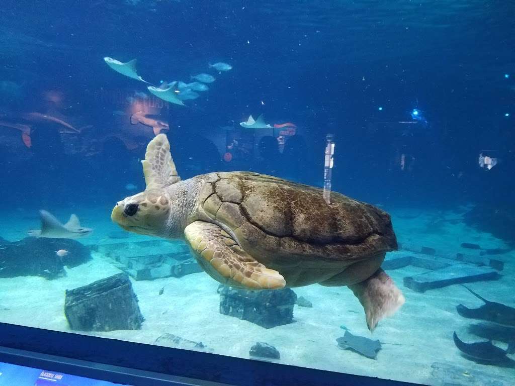 Adventure Aquarium | 1 Riverside Dr, Camden, NJ 08103, USA | Phone: (844) 474-3474