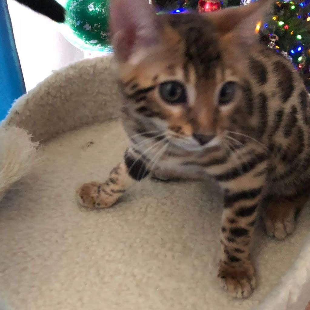 Willow Dream Bengals | Seven Valleys, PA 17360 | Phone: (717) 800-1187