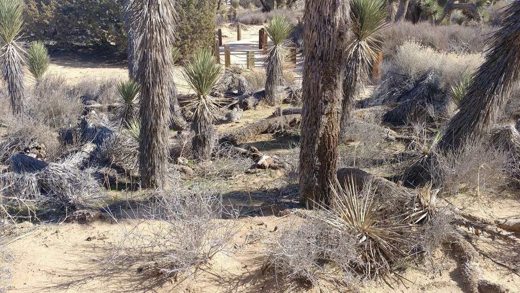 Prime Desert Woodland Preserve | 43201 35th St W, Lancaster, CA 93536 | Phone: (661) 723-5928