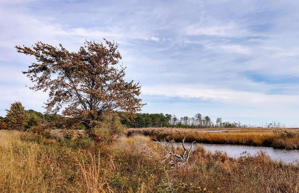 Blackwater National Wildlife Refuge | Maryland, USA