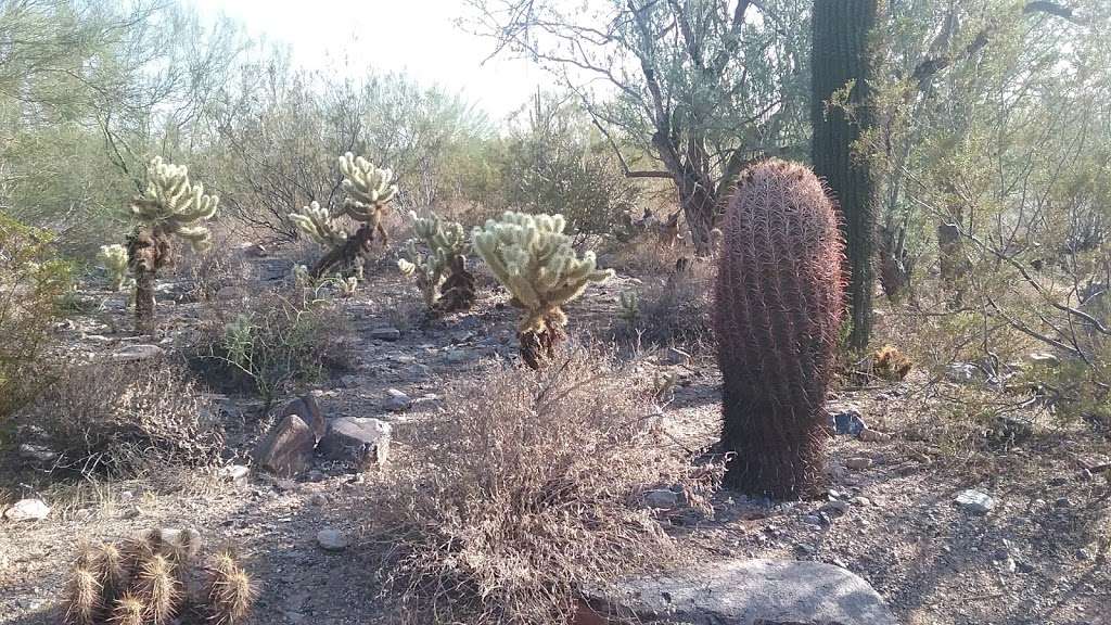 Trail Head Preserve - McDowell Mountains | Scottsdale, AZ 85255, USA