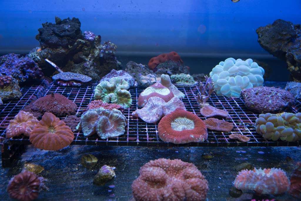 Reefers Garage | Live Coral And Tropical Marine Fish Store | 512 W California Ave #116, Vista, CA 92083, USA | Phone: (760) 936-1288