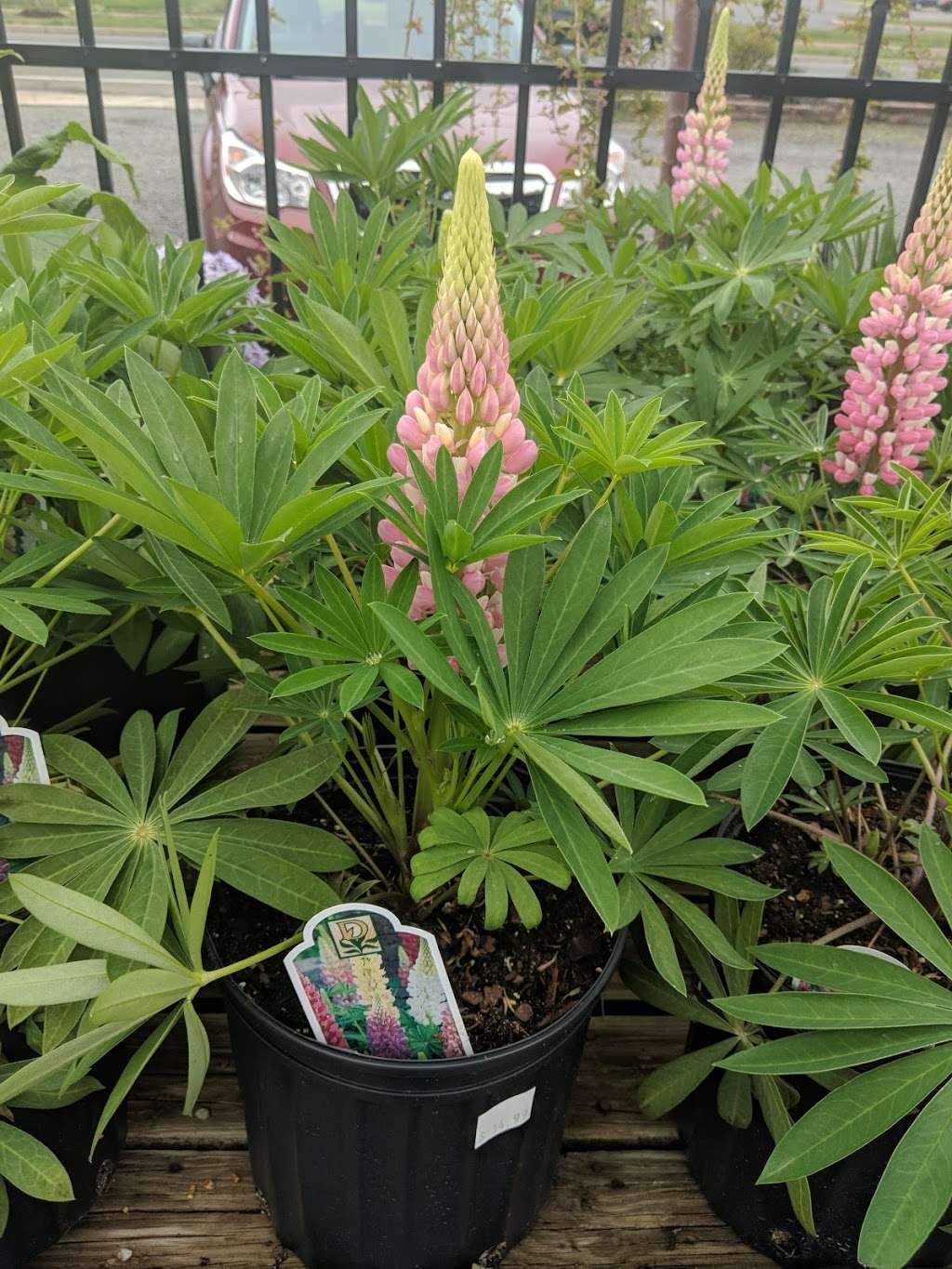 Berry Fresh Farms | 151 Brick Blvd, Brick, NJ 08723, USA | Phone: (732) 477-0606