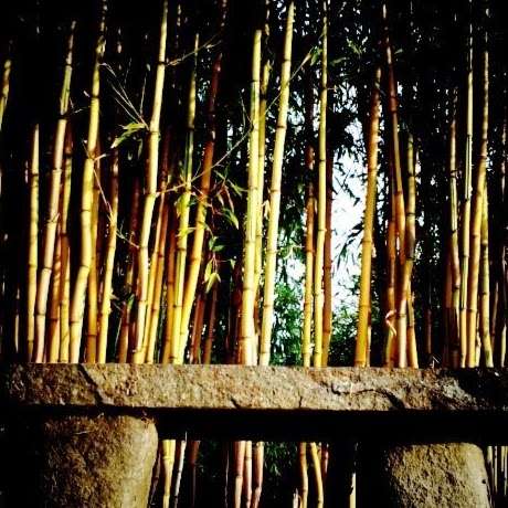 Jungle Bamboo and Palm Nursery | 9610, 503 W Railroad Ave, Cotati, CA 94931, USA | Phone: (707) 794-8292