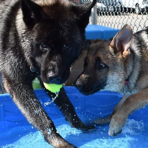 Central Bark Doggy Day Care | 3001 Towpath Rd, Broadview Heights, OH 44147, USA | Phone: (440) 526-2276