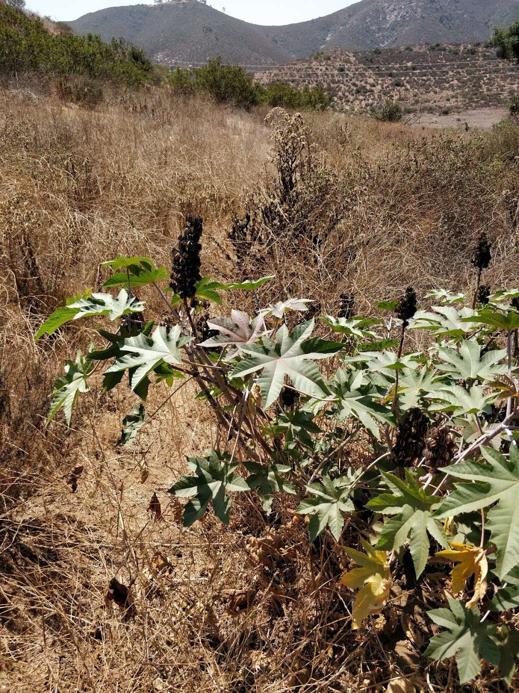 San Dieguito River Trail | San Dieguito River Trail, Escondido, CA 92029, USA