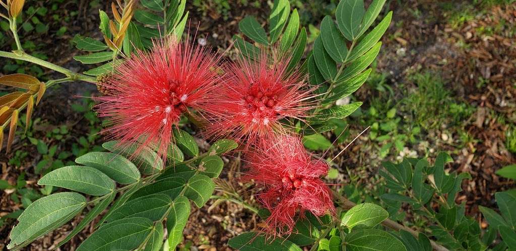 Markham Park Butterfly Garden | 16001 W State Rd 84, Sunrise, FL 33326, USA