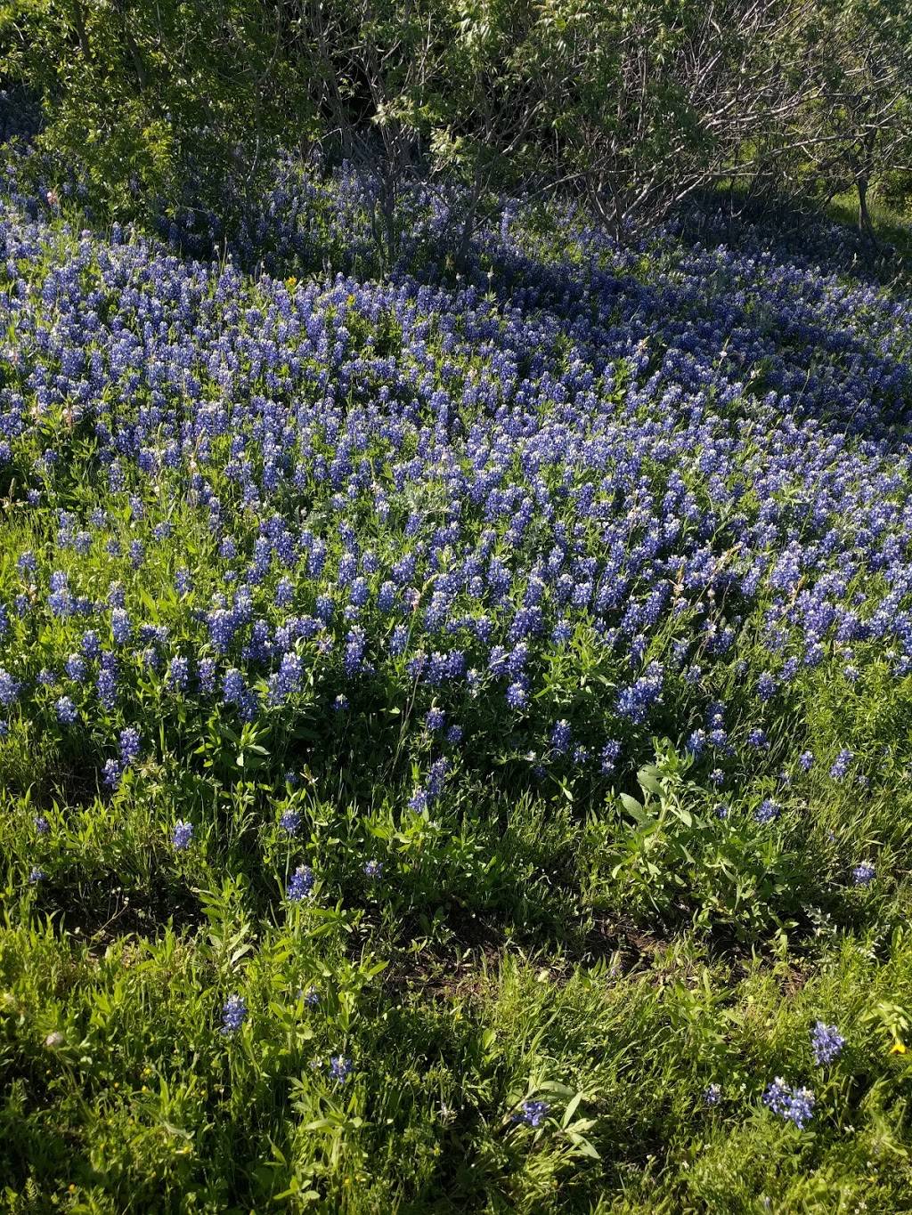 Mockingbird Nature Park | Mockingbird Lane, 1361 Onward Rd, Midlothian, TX 76065, USA | Phone: (972) 775-3481