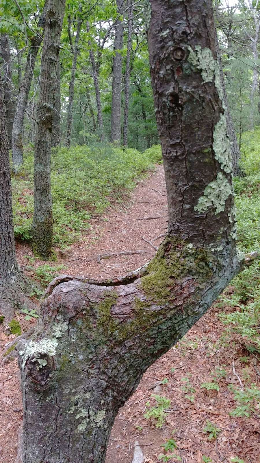 F. Gilbert Hills State Forest | 45 Mill St, Foxborough, MA 02035, USA | Phone: (508) 543-9084