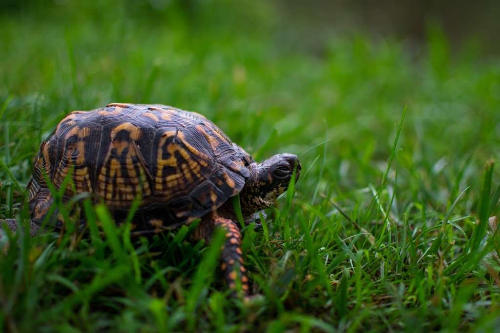 Jackson M. Abbott Wetland Refuge | 5000 Pole Rd, Alexandria, VA 22309