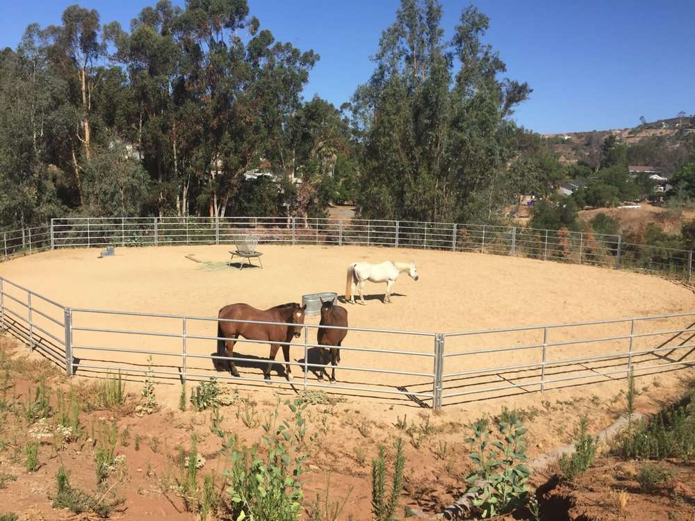 Solutions Through Horses Equine Therapy | 11464 Pinehurst Dr, Lakeside, CA 92040, USA | Phone: (858) 707-5537
