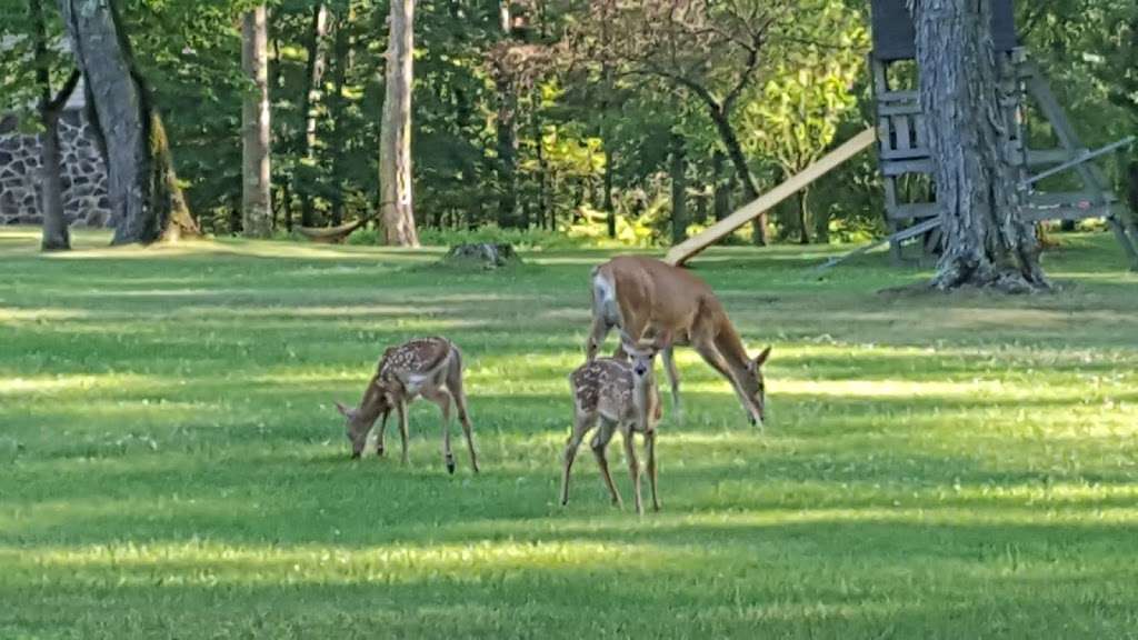 Pocono Wildlife Rehabilitation & Education Center | 1161 Cherry Dr, Stroudsburg, PA 18360, USA | Phone: (570) 402-0223