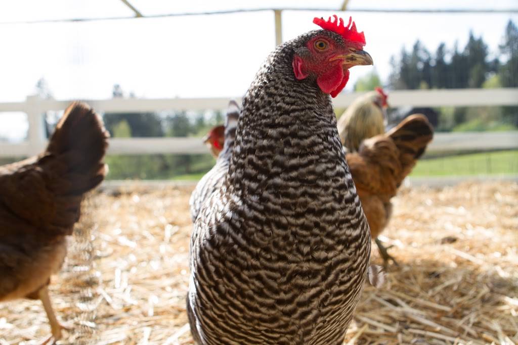 The Kitchen at Middleground Farms | 4651 SW Homesteader Rd, Wilsonville, OR 97070 | Phone: (503) 746-3030