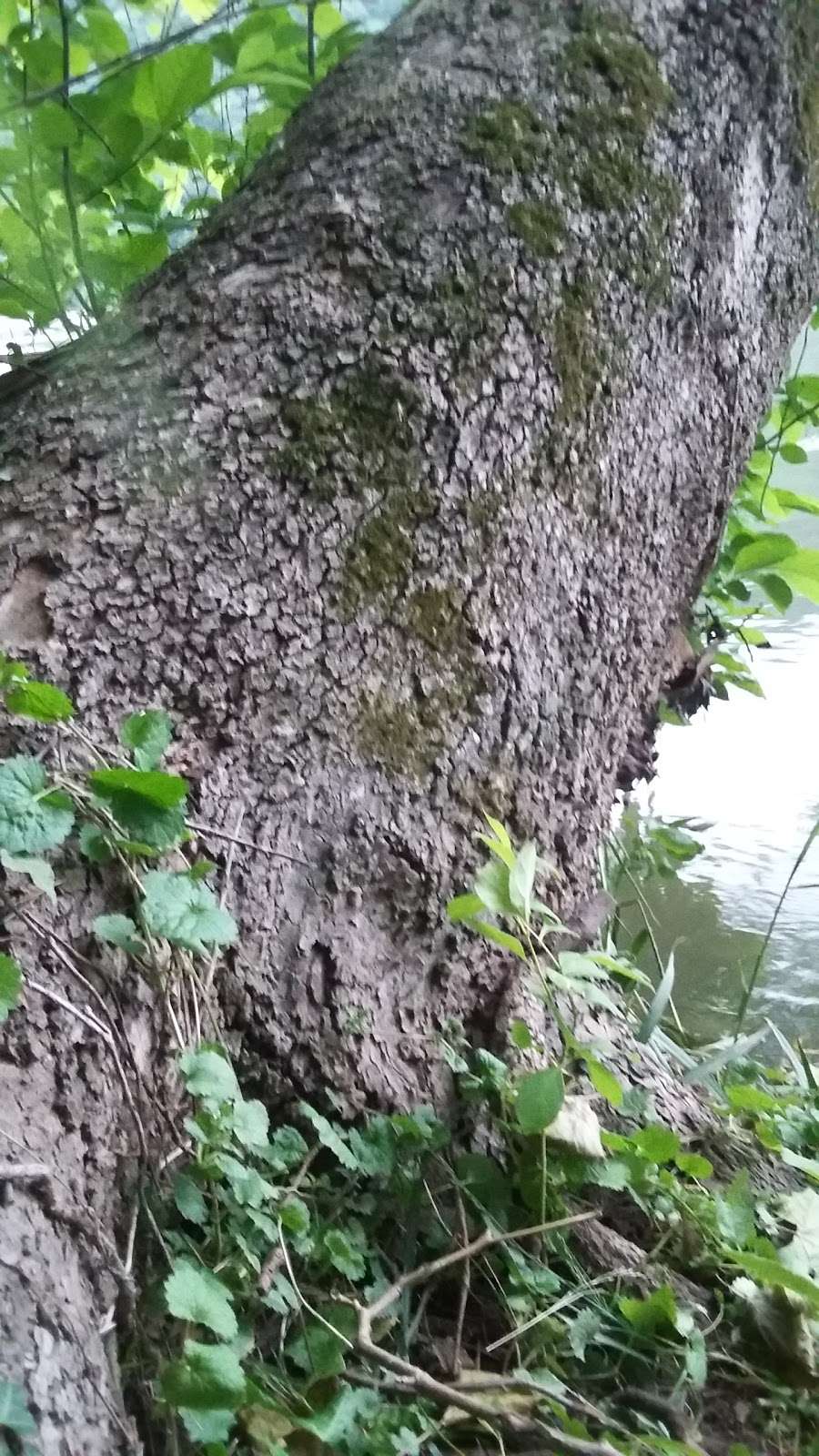 Bolivar Nature Park | 264 Jefferson St, Bolivar, WV 25425, USA Bolivar Nature Park | 264 Jefferson St, Bolivar, WV 25425, USA