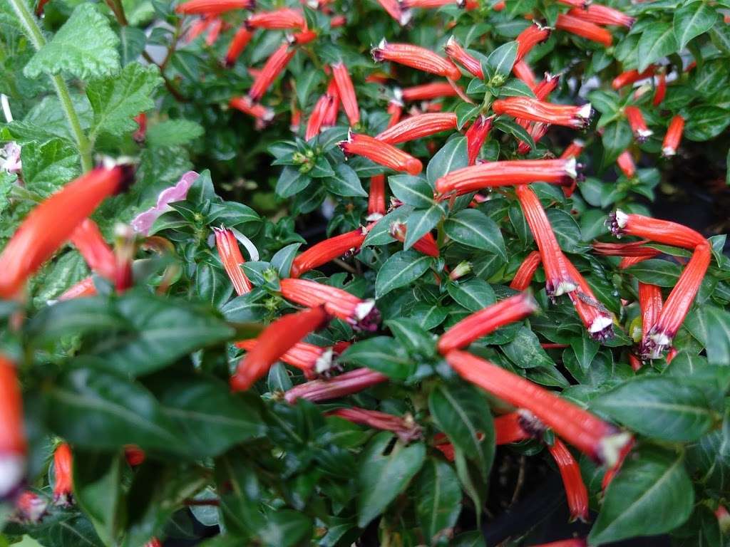 Countryside Nursery & Garden Center, 1604 Pulaski Hwy, Newark ...