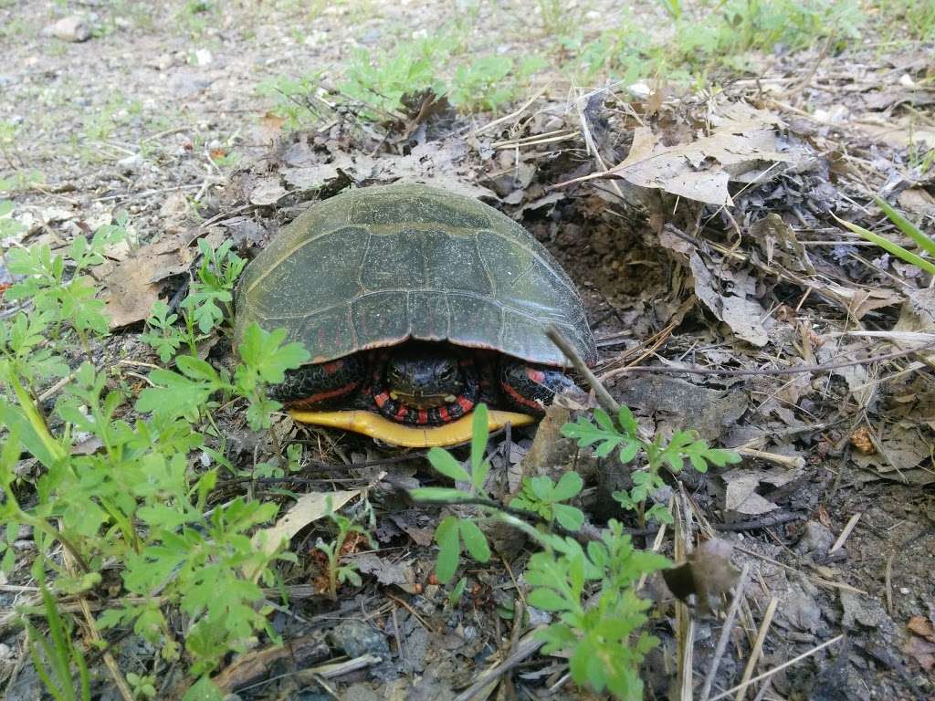 Martin Burns Wildlife Management Area Field Office | Orchard St, Newbury, MA 01922, USA | Phone: (978) 465-8012