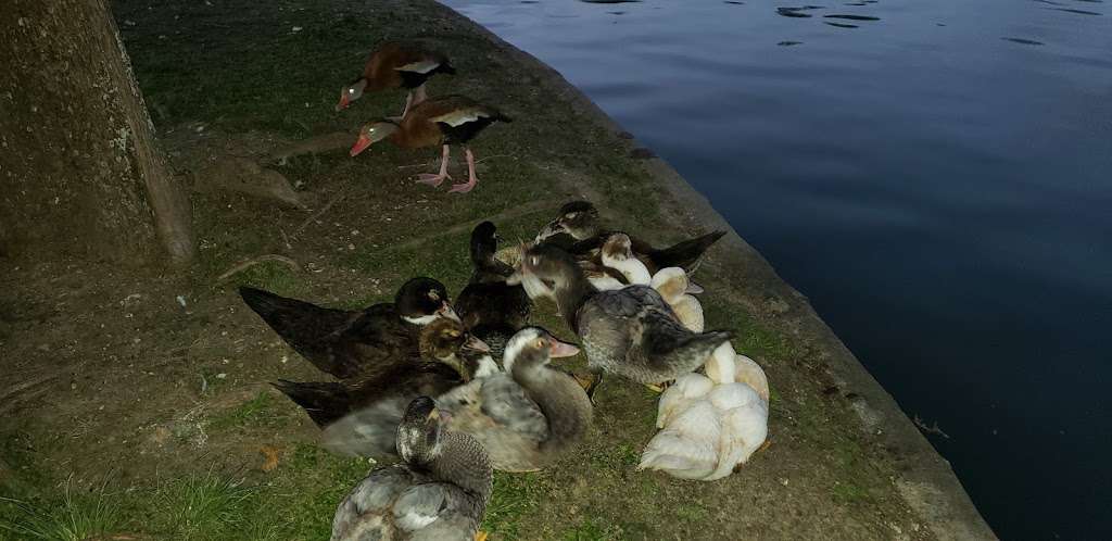 Bird Island at Hermann Park | 6200 Hermann Park Dr, Houston, TX 77030, USA | Phone: (713) 524-5876