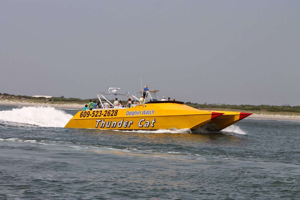 Thunder Cat Dolphin Watch & Speedboat Tours | 1001 Ocean Dr, Wildwood Crest, NJ 08260 | Phone: (609) 523-2628