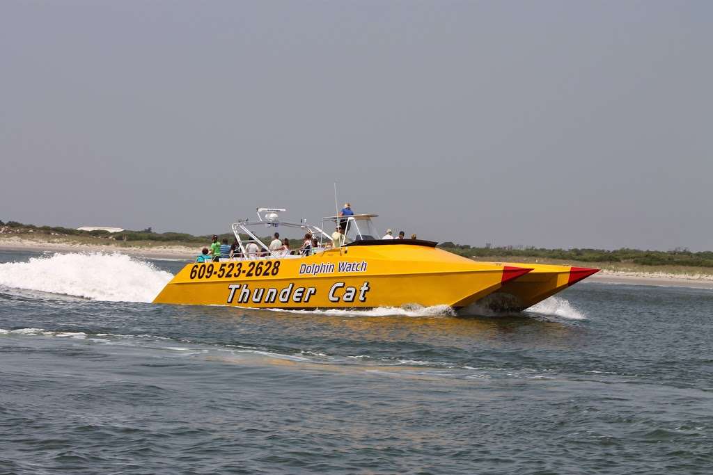 Thunder Cat Dolphin Watch & Speedboat Tours | 1001 Ocean Dr, Wildwood Crest, NJ 08260, USA | Phone: (609) 523-2628