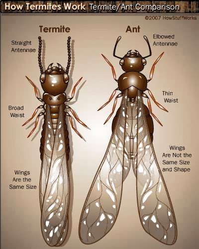 Potomac Termite & Pest Control | 266 Beech Creek Rd, Warsaw, VA 22572, USA | Phone: (804) 761-2397