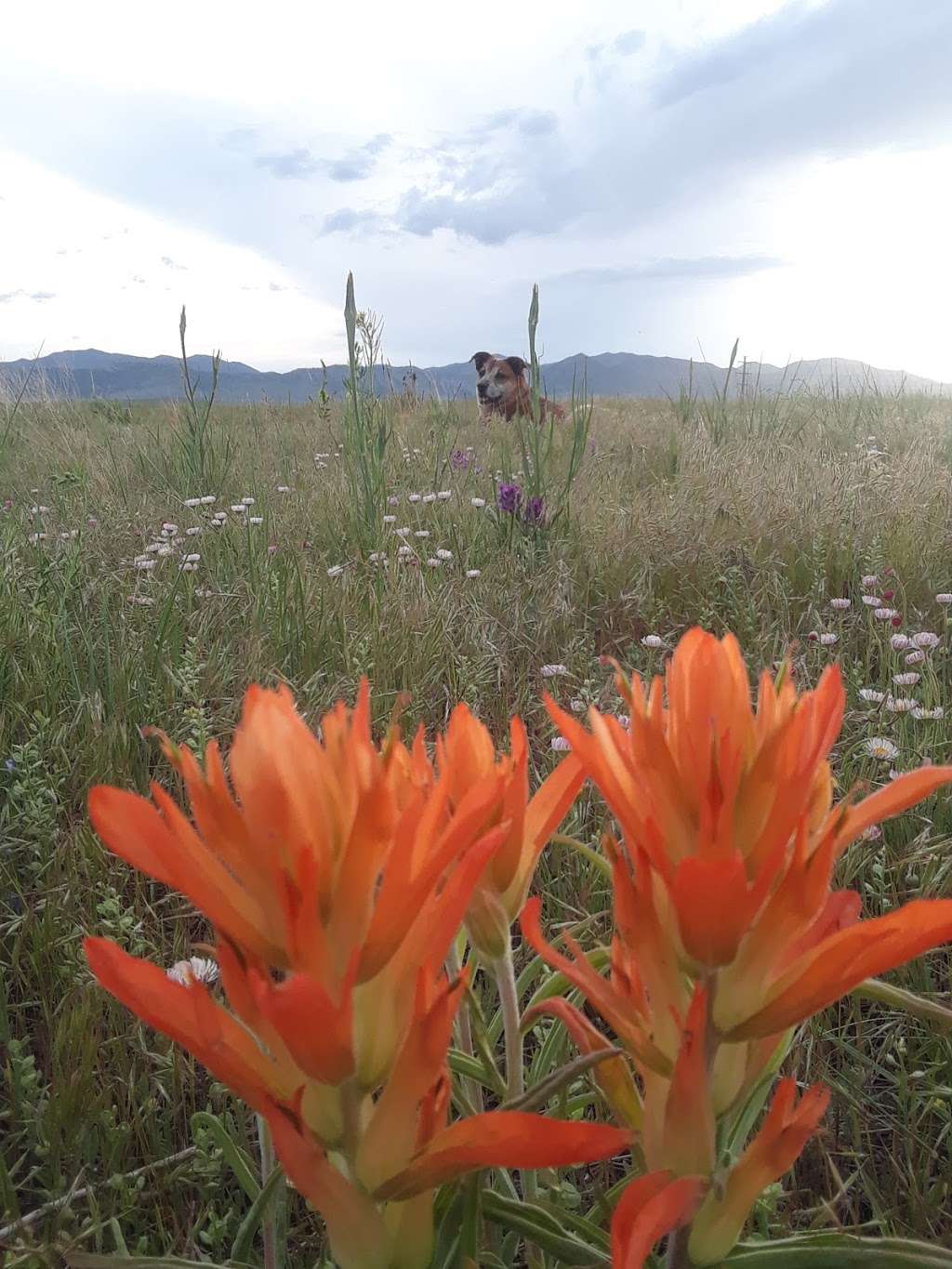 Dog Park Parking | 11610 W 100th Ave, Westminster, CO 80021, USA