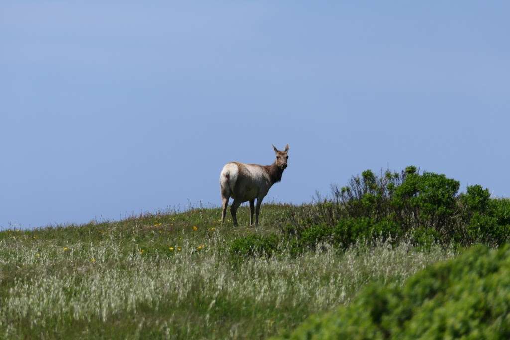 Elk Reserve | Tomales Point Trail, Inverness, CA 94937, USA