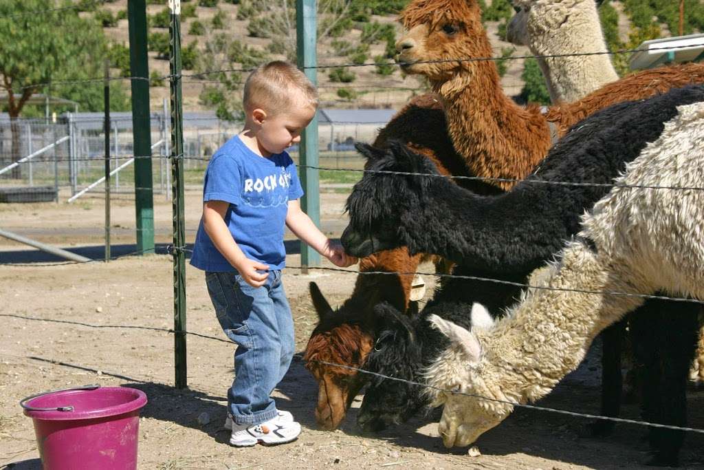 Alpacas at Windy Hill | 7660 Bradley Rd, Somis, CA 93066 | Phone: (805) 907-5162