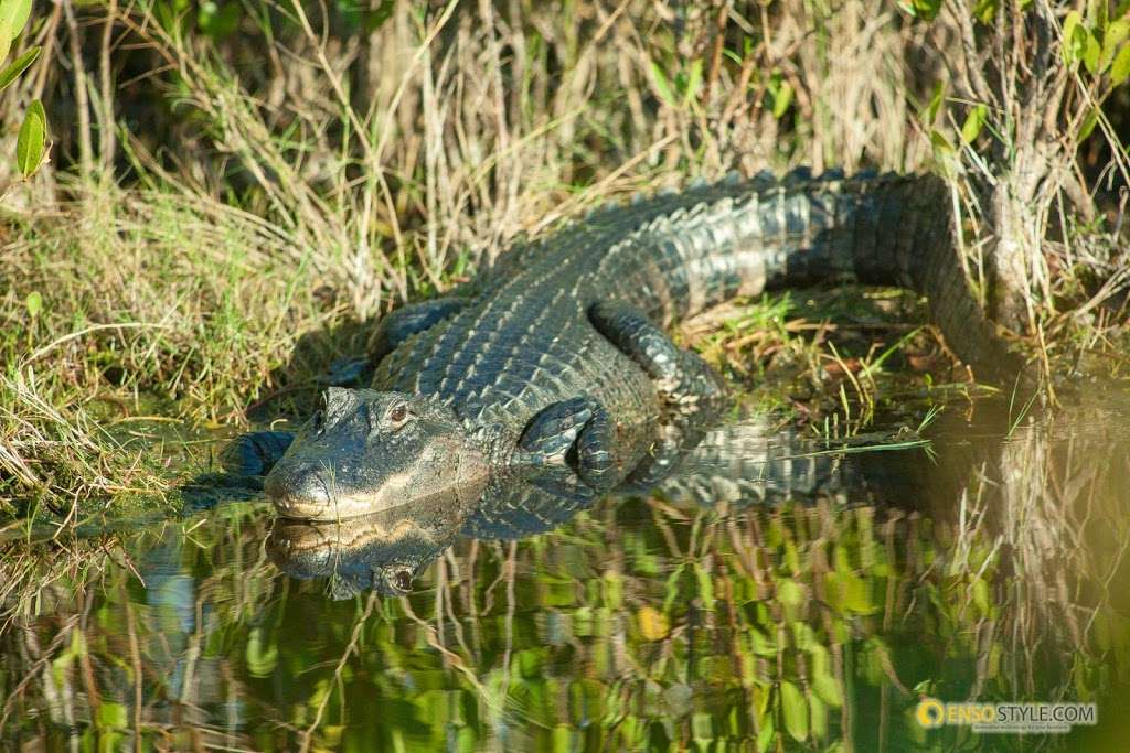 Black Point Wildlife Drive | Titusville, FL 32796, USA | Phone: (321) 861-0669