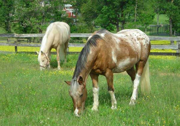 Woodland Horse Center | 16301 New Hampshire Ave, Silver Spring, MD 20905, USA | Phone: (301) 421-9156