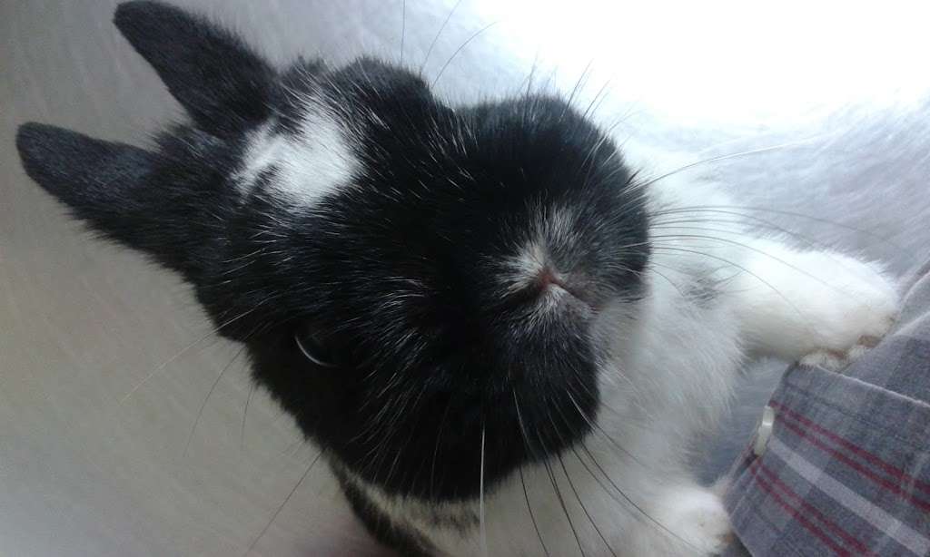 Gaston Veterinary Hospital PA | 2180 E Franklin Blvd, Gastonia, NC 28054, USA | Phone: (704) 864-5739