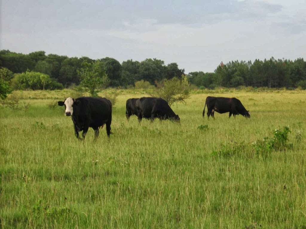 Rocking R Cattle | 5317 Muske Ln, Brookshire, TX 77423, USA | Phone: (713) 816-2197