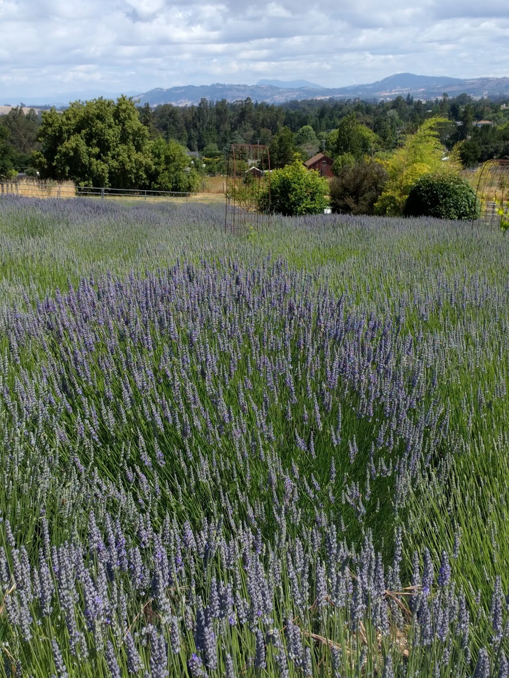 Lavender Bee Farm | 746 Chapman Ln, Petaluma, CA 94952, USA | Phone: (707) 789-0554