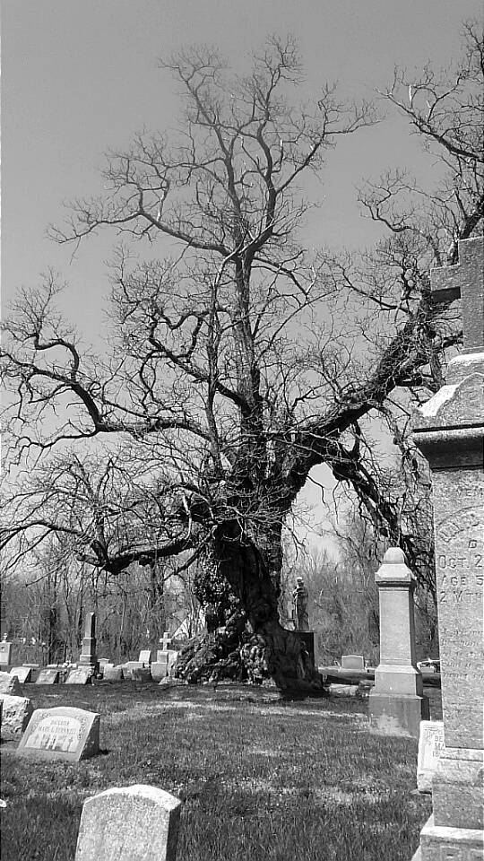 Mt Carmel Catholic Cemetery | 10101 W Main St, Belleville, IL 62223, USA | Phone: (618) 397-0181