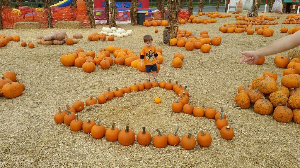 Johnson Brothers Pumpkin Patch and Christmas Tree Lot | 15500 Jeffrey Rd, Irvine, CA 92618, USA | Phone: (714) 891-7456