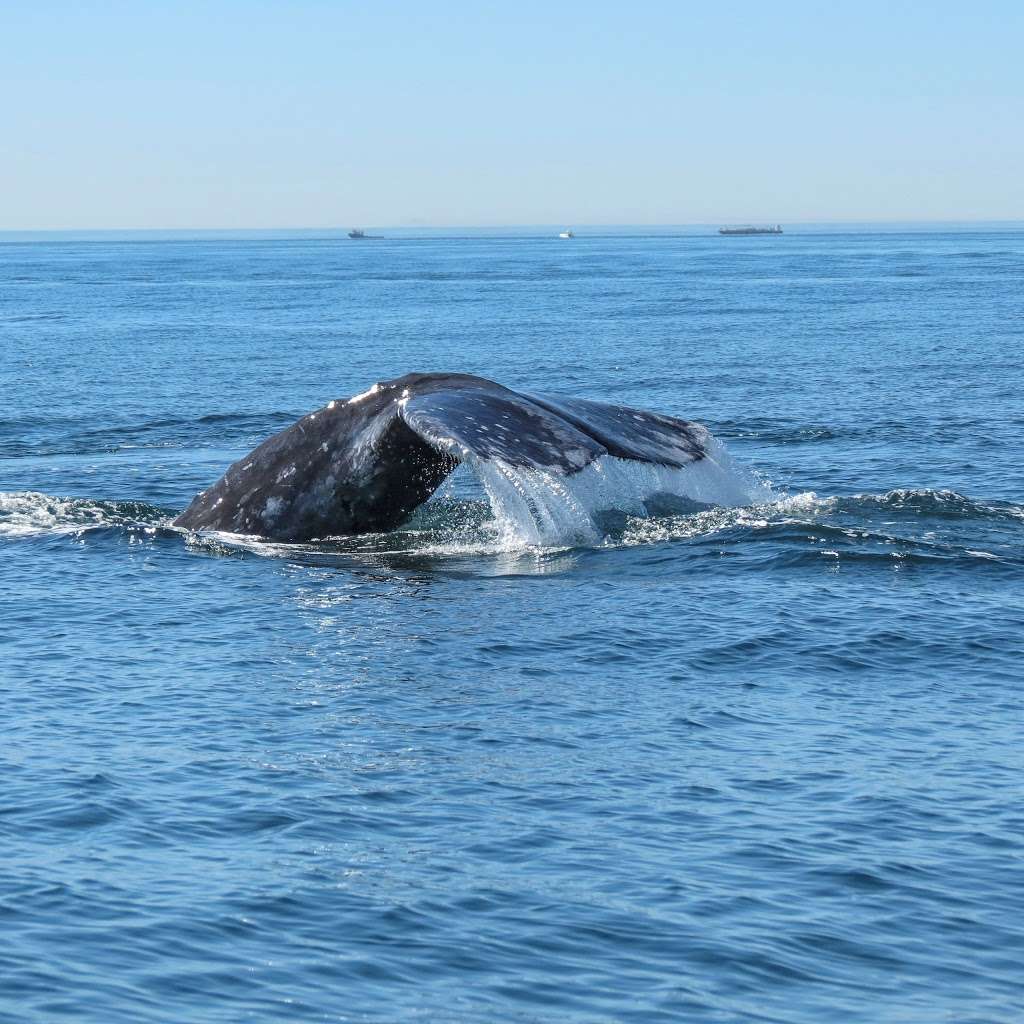 Offshore Blue Adventures Whale and Dolphin Tours | 1500 Quivira Way #2, San Diego, CA 92109, USA | Phone: (310) 974-2176