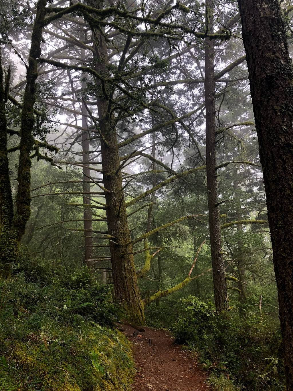 Muir Woods Panoramic trail | 696 Panoramic Hwy, Mill Valley, CA 94941, USA | Phone: (415) 561-2850