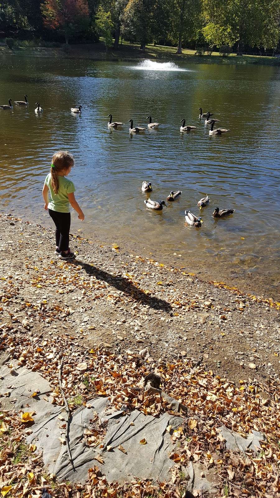 Long Lost Duck Pond | 256-322 Montgomery Ave, Glenside, PA 19038, USA