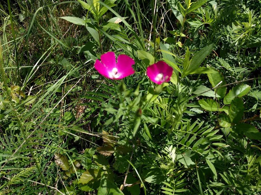 Galatyn Woodland Preserve | Central Trail, Richardson, TX 75080, USA