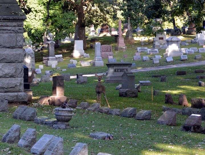 Bluff City Cemetery | 945 Bluff City Blvd, Elgin, IL 60120, USA | Phone: (847) 931-6135