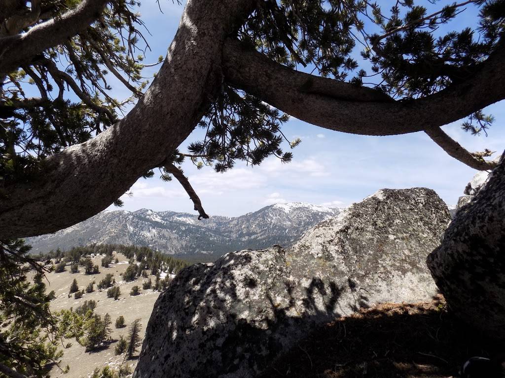 Tahoe Rim Trail | Tahoe Rim Trail, Incline Village, NV 89451, USA | Phone: (775) 298-4485