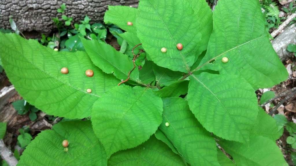 Pound Ridge Town Park Pound Ridge, NY 10576 Hours, Directions, Reviews