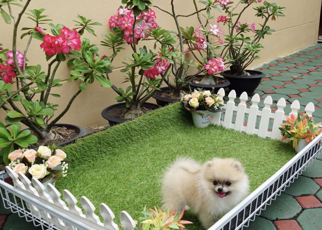 Pomeranian Puppies | 12434628030002470, Delray Beach, FL 33483 | Phone: (650) 303-1599