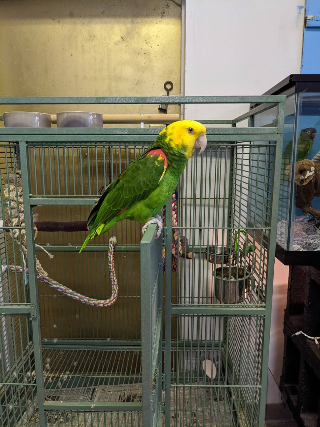 Egyptian Parrot Petshop | 1236 E 66th St, Richfield, MN 55423, USA | Phone: (952) 652-5121