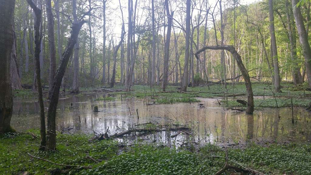 Horse Swamp | Prince Frederick, MD 20678, USA