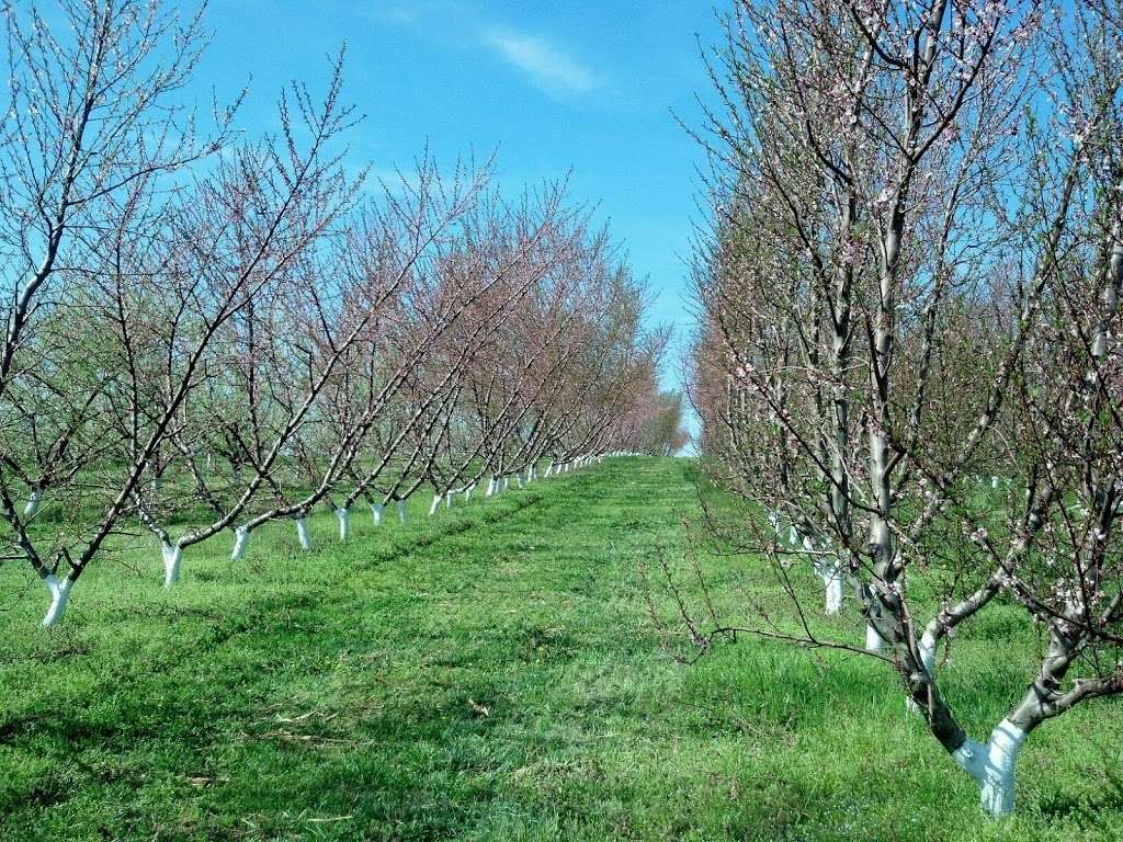 North Star Orchard LLC | 3232 Limestone Rd, Cochranville, PA 19330, USA | Phone: (484) 502-7360