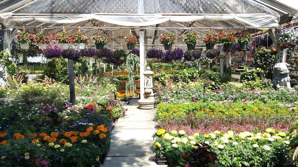 Hollandia Nurseries | 103 Old Hawleyville Rd, Bethel, CT 06801, USA | Phone: (203) 743-0267